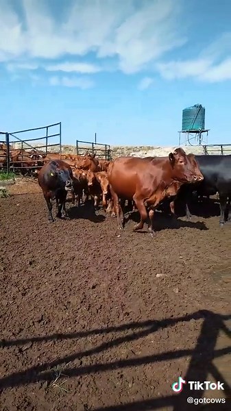 South Africa Traditional Cows: Farm Life Exploration
