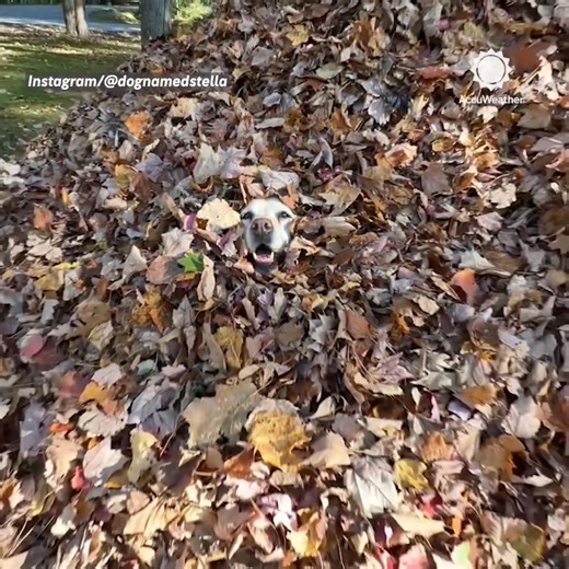 Nothing more fun than a leaf pile! 🍂🐶 🎥: Dog Named Stella | AccuWeather