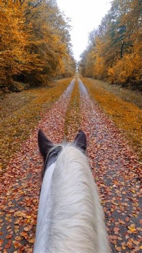 Une belle balade D'automne 🍂🍁🍁 | Barre Aurore
