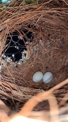 FIRST SHELLS🥚|#shorts #viralvideo #finches