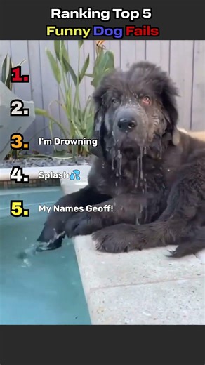 Funny Dog Fails #funnyanimals #puppy #petsrule #pets