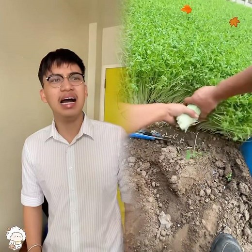 “WISHING ROSE”#pov#fyp#foryou