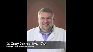 Injured & Broken Dog Tail: Common Symptoms, Causes, & Treatments