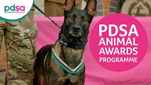 Have you heard about our PDSA Animal Awards Programme? 🐾🥇 Recognising acts of extraordinary animal bravery or exceptional devotion to duty, we award three globally recognised medals; the PDSA Dickin Medal, PDSA Gold Medal and PDSA Order Of Merit, as well as a Commendation for devotion. 👏 🎖️ The PDSA Dickin Medal recognises animals that display outstanding gallantry or devotion to duty in the field of military conflict 🥇 The PDSA Gold Medal recognises dedication to duty 🥈 The PDSA Order Of 