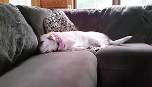 Owns it....... | Denver the Guilty Dog and Her Friends