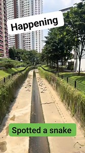 Skip the snake. Why the rocks so neatly arranged? #singapore #snake #rocks | Sheryle O. Oro