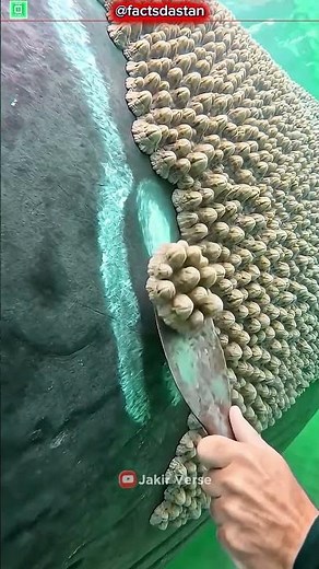 🐋 Why Removing Barnacles from Whales Can Actually Harm Them! 🌊 #MarineLife #Ocean #Facts