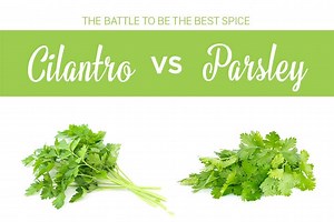 Cilantro Vs Parsley - Differences, Uses And How To Tell Them Apart