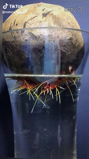 Growing Beetroot in Water: 16-Day Timelapse