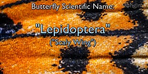 Moment of Science: Butterflies