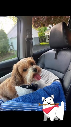 Archie had a great time going on a drive and then a walk! This is a big deal for him bc he usually gets car sick and today he didn’t!😊❤️ | Anna Frederick