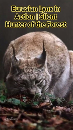 Eurasian Lynx in Action | Silent Hunter of the Forest | 4K Wildlife Documentary #shorts