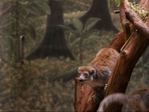 Crowned Lemur Baby Makes Debut at Chicago Zoo