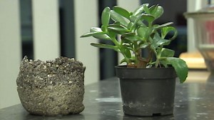 Ath: vos coquilles de moules transformées en pots de fleurs biodégradables - RTBF Actus