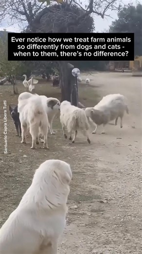 14K views · 350 reactions | In substance, the animals you usually pet and love are the same as those, unfortunately, you usually eat   Emmy for Animals Clips from Broken Shovels Farm Sanctuary / Schoharie Creek Sanctuary / @cedarrowfs / PeaceField Farm / Kootenay Acres Farm Sanctuary / @capraliberatutti / @charleyeanna #animals #happyanimals #interspeciesfriendship #cat #dog | Emmy for Animals | Facebook