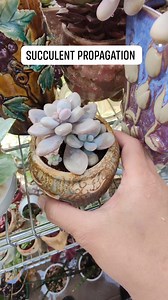 1.1K views · 26 reactions | Successful lavender pebbles leaf and stem...
