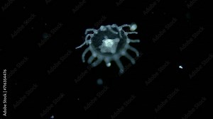 Young jellyfish Obelia geniculata under microscope, Campanulariidae family, class Hydrozoa. Sample found in White Sea.