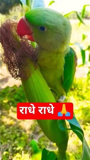 राधे राधे 🙏 #radheradhe #radhekrishna #parrot #mitthu #shaortsfeed #ytshorts #trending #viral