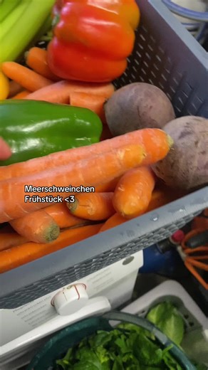 Understanding Guinea Pig Care and Management