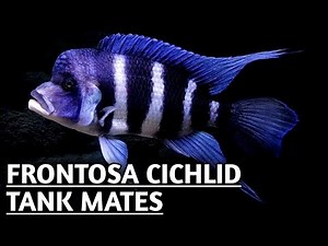 Frontosa Cichlid tank mates | Frontosa tank mates .
