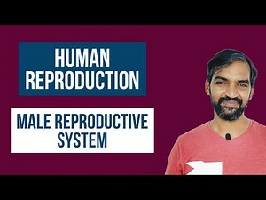 Male Reproductive System | Human Reproduction