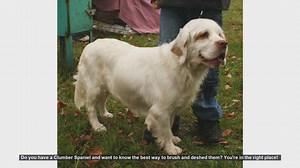 How to Brush and Deshed Your Clumber Spaniel: Essential Grooming Tips