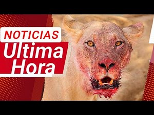 Incredible: Lioness Eats Man at Brazilian Zoo… It Was All Caught on Camera