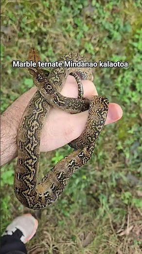#rnbreptiles #localityretics #reticsofinstagram #reticeugenics #polygenictraits #selectivebreeding