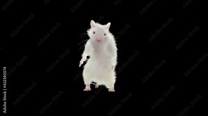rat Dance CG fur 3d rendering animal realistic CGI VFX Animation Loop composition 3d mapping cartoon, Included in the end of the clip with Alpha matte.
