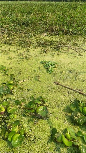 big fish🐟🎣 #fishing #bigfish #villagepond #hugefish #fish #handfish #largefish #nature #pond