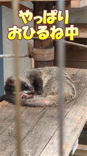 【市川市】4/28市川市動植物園のハクビシン!#頑張れぱんちくん #頑張れパンチ君 #頑張れパンチ