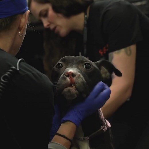 26K reactions · 1.4K shares |  BREAKING NEWS  The ASPCA is...