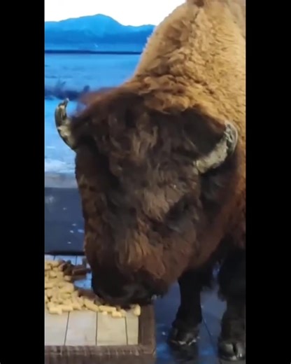 Pet Bison In The House 🏡 Share your thoughts in the comment section 😍 | Bison Unity