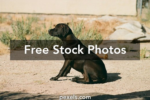 Best 2048 X 1152 Pixels Youtube Banner Cat And Dog Photos