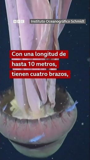 Una cámara capta una rara medusa fantasma gigante