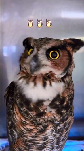 Beautiful owl 🦉😍 #birds #owls #owl #zeeshanshani