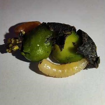 Fly Maggots in Legume Pod 😱