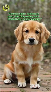 Megacolon in dogs: Signs and causes?