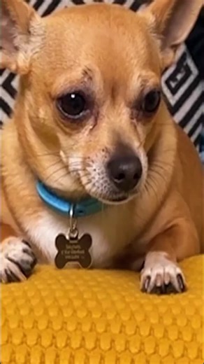 remote Squirrel 🐿️ And Little Dog Fun 😊☺️ #funny #animals #squirrel #pranksvideos