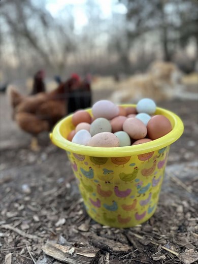 Essential Chicken Nesting Boxes for Egg Collecting