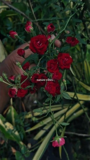 “Beautiful Red Rose in Bloom 🌹 | Relaxing Nature Short #youtubeshorts #plants #youtubevloggers
