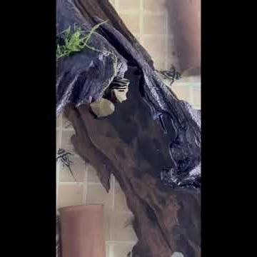 Breeding Zebra Plecos