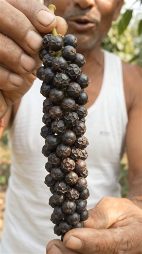 How to Grow Black Pepper Plant atHome#plants#farming#BlackPepper#Short#Viral#ytshorts#fyp#shortvideo