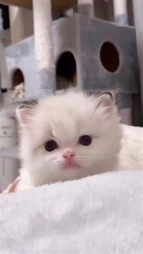 もちもちふわふわ♡ #ラグドール #ラグドール子猫 #ラグドールブリーダー #ロイヤルキャッツ福岡 #ragdoll #ragdollbreeder #royalcatsfukuoka