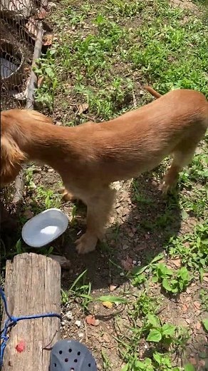 Cutest dog eating cat food