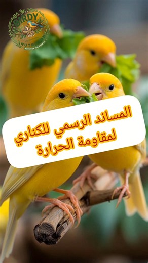 #birdynutrition #birds #canarias #animals #explore