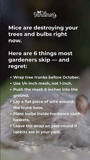 Mice Eating Your Trees? 6 Tips Gardeners REGRET Skipping!