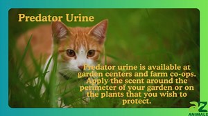 Repel Squirrels and Chipmunks With Smells That They Hate