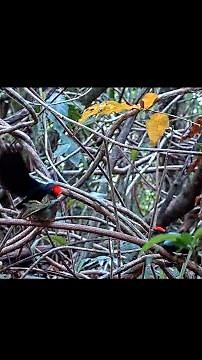 2026 Season For Lance-tailed Manakin Cam Comes To A Close