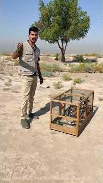 I Released Over 55 Hoopoes into the Wild! (Terrifying and Beautiful Moments of Flight)